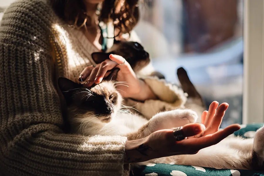 cat-woman-hand