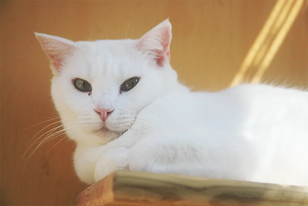 chat-blanc-spa