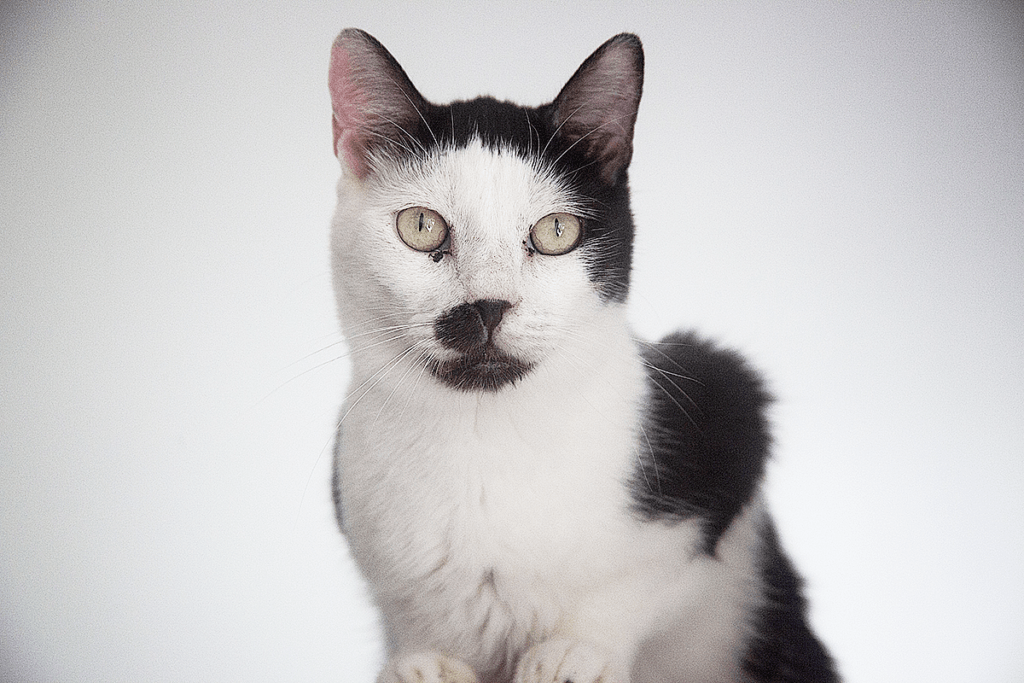 chat-noir-et-blanc-spa