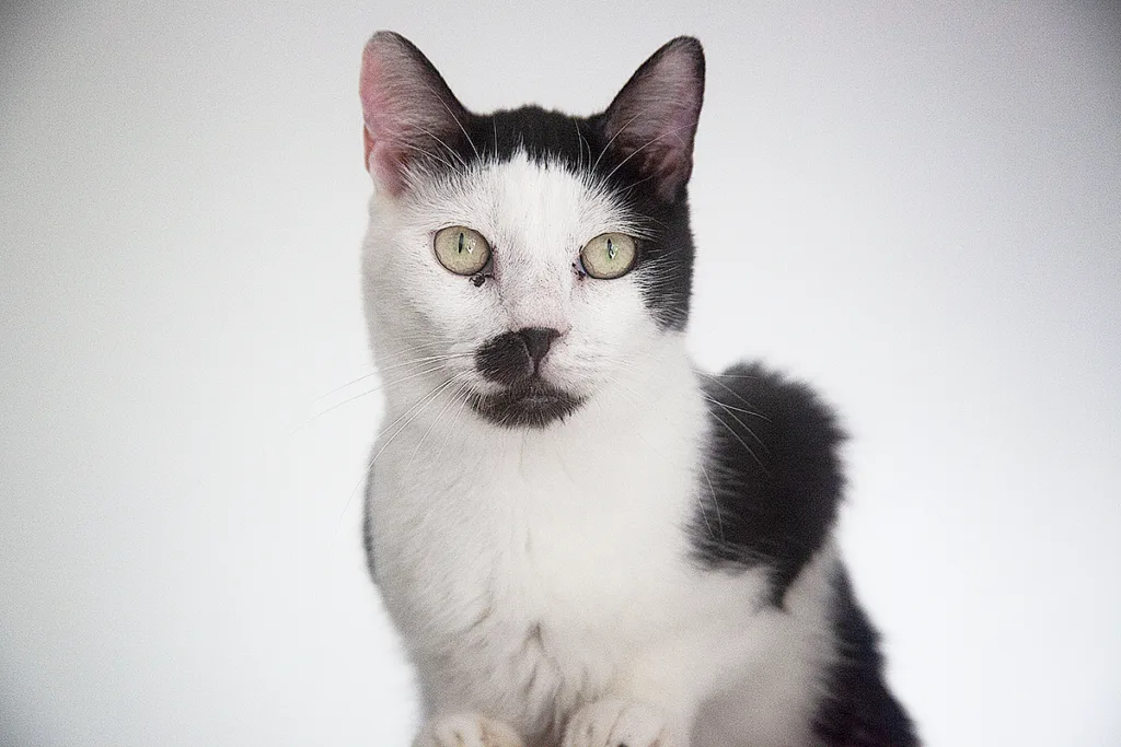 chat-noir-et-blanc-spa
