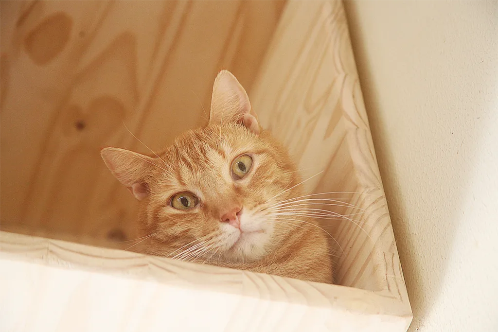 chat-roux-spa