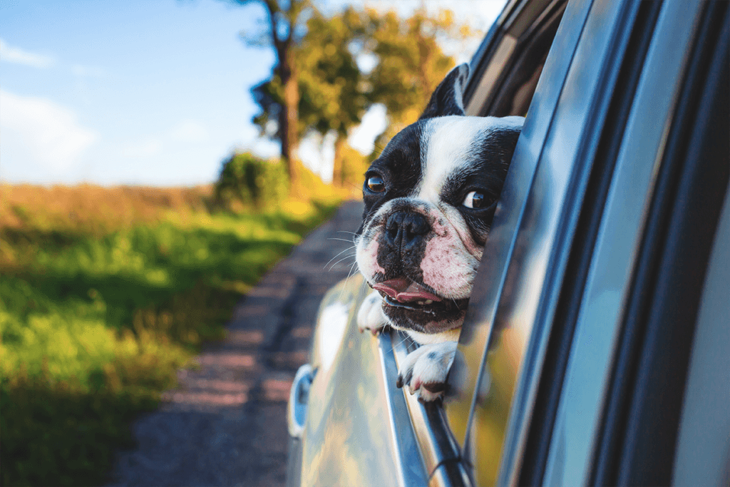 dog-car