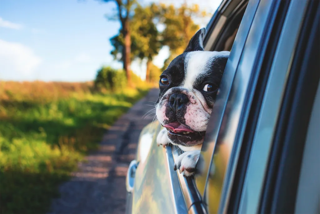 dog-car
