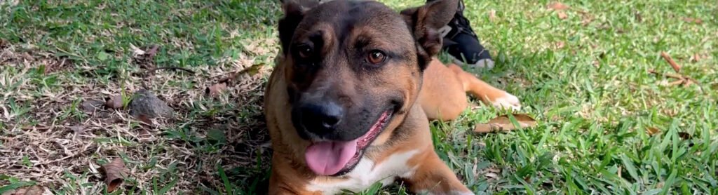 chien-adoption