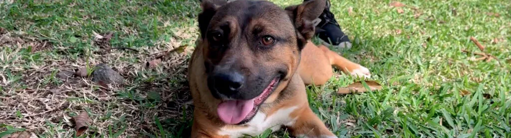 chien-adoption