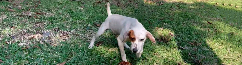 chien-adoption