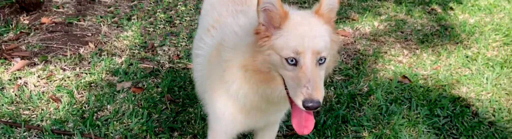 chien-adoption