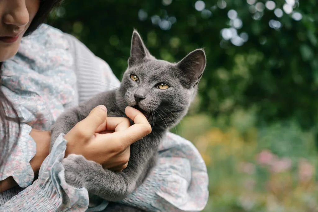 jeune-chat-gris