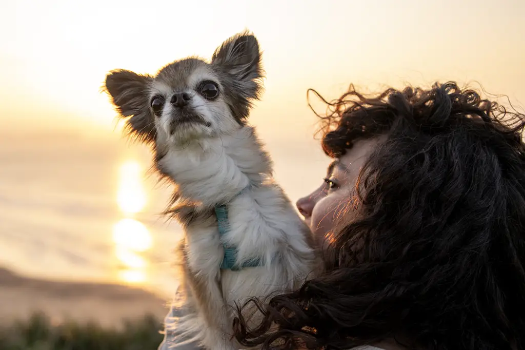 woman-with-chihuahua-dog