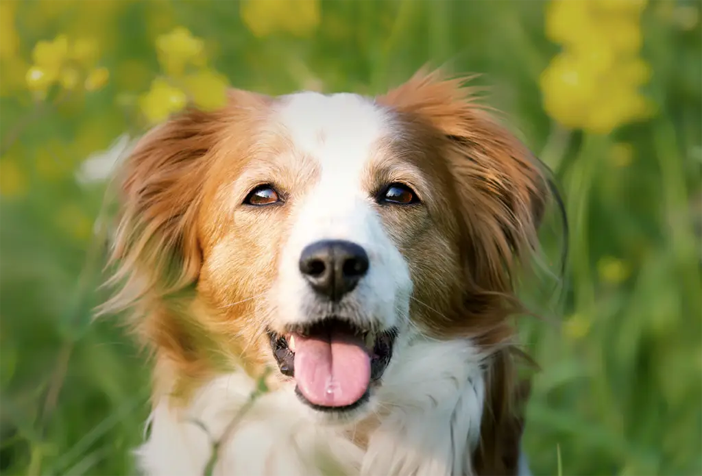 Portrait-chien-dans-un-jardin