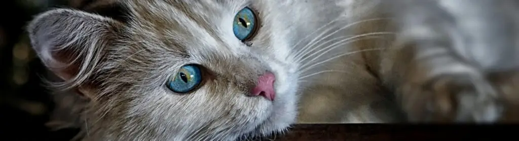 Chat-yeux-bleu