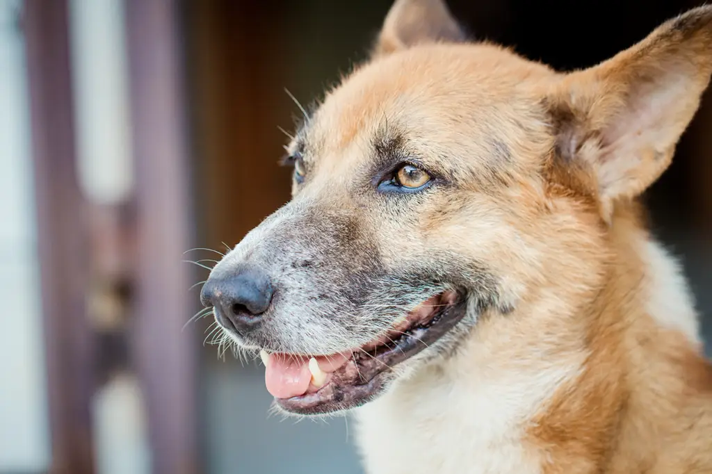 Profil-chien-adulte