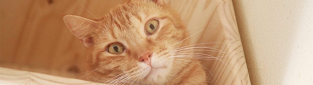 chat-roux-spa-web